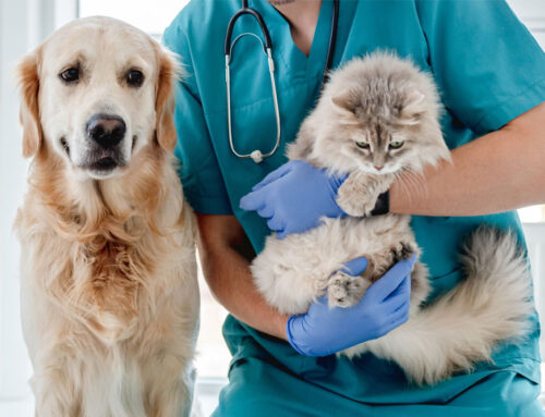 Pet Wellness Exams: Why Routine Check-Ups Are Key to Long-Term Health