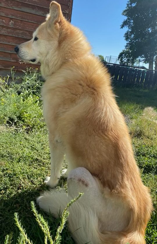 surgery_s3_emergencies