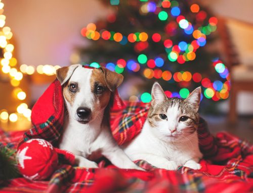 Ensuring Holiday Safety for Your Pets