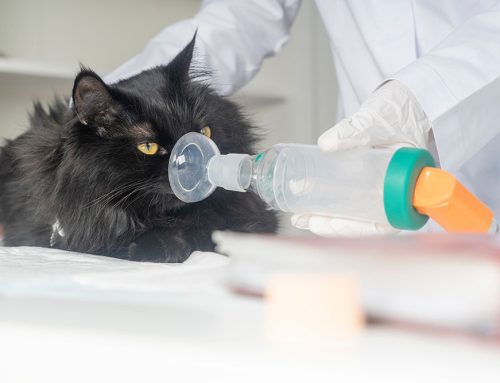 Breathe Easy: Expert Tips for Managing Your Cat’s Asthma in Wyoming