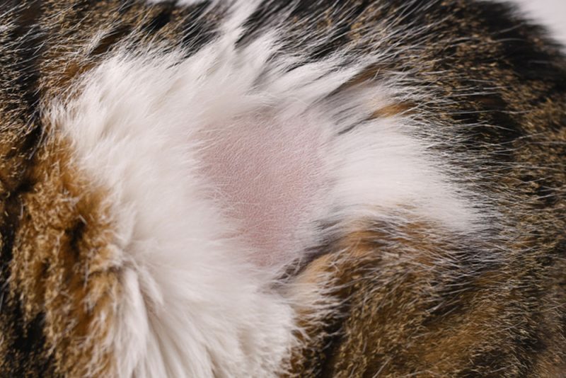 Thyroid Health in Pets: Understanding Hypothyroidism and ...