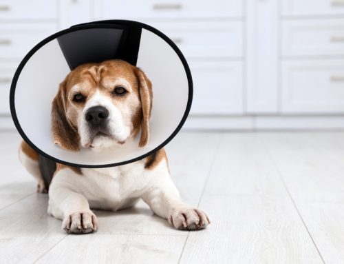 Quick Recovery, Happy Pet: How We Manage Post-Surgical Pain