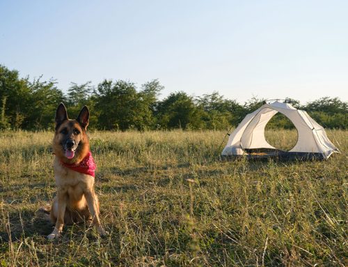 From Parasites to Paperwork: Travel Tips for Pet Safety