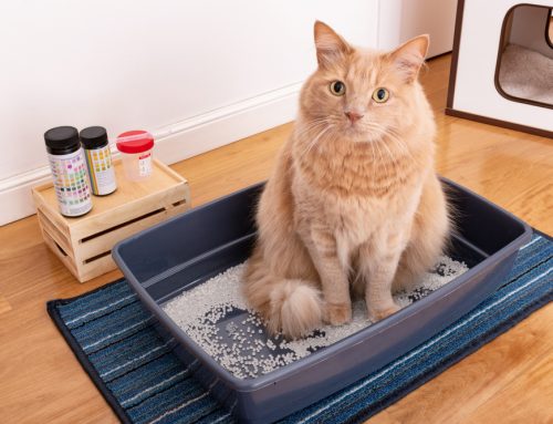 Preventing UTIs in Pets: Tips and Treatment Options
