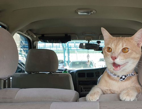 Recognizing Heat Stroke in Pets: Summer Safety Tips
