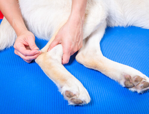 How Traditional Chinese Medicine Complements Modern Veterinary Care