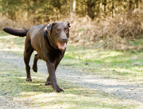 Orthopedic Surgery in Dogs: From Limping to Healing