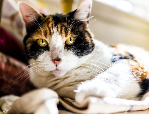 Ensuring a Happy, Healthy Senior Pet: Tailored Care for Golden Years