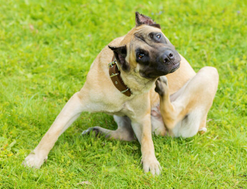 Flea Allergy Dermatitis: Prevention and Treatment