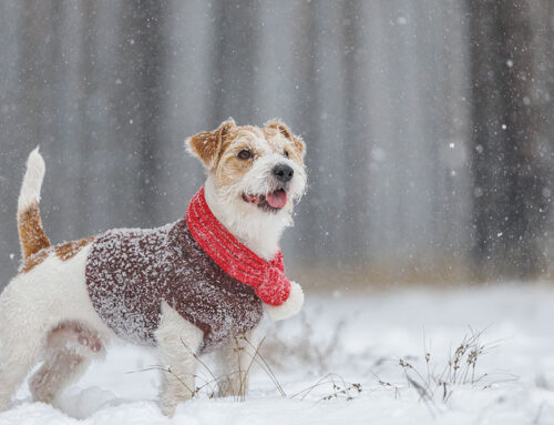 Winter Preparedness for Pets: Protecting Them from Cold Weather
