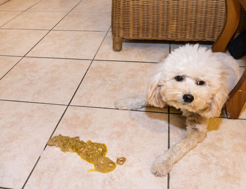 Chronic Vomiting: From Food Trials to GI Biopsy