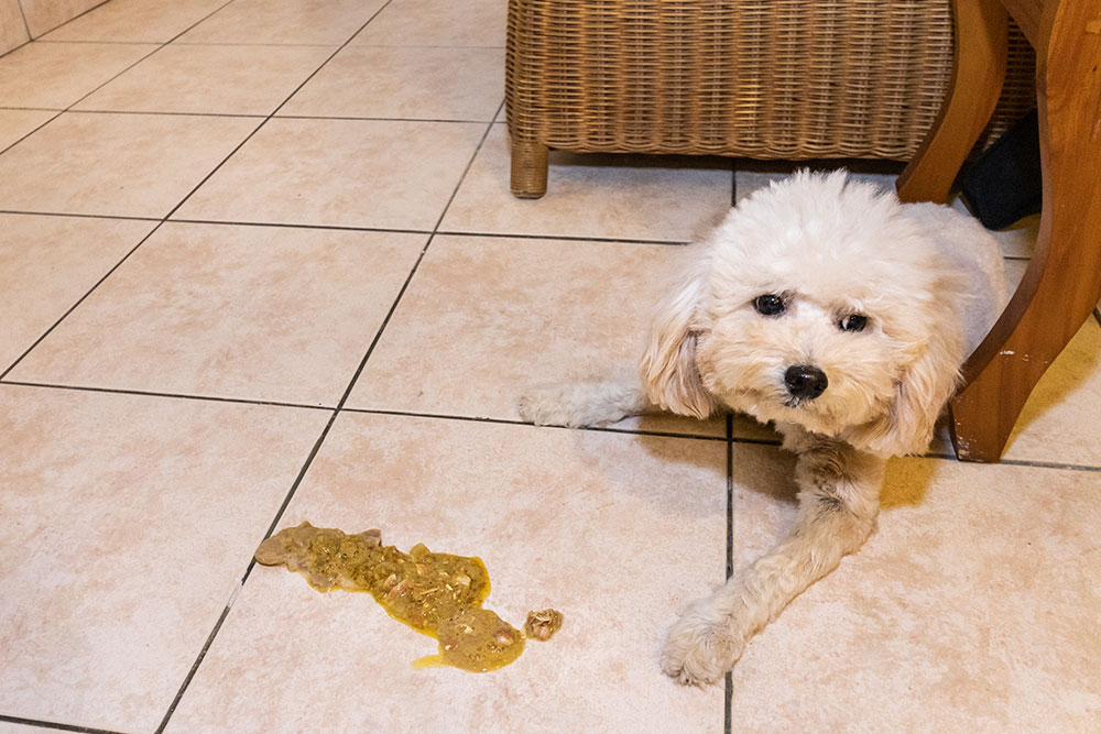 A small white dog sitting on a tiled floor next to a patch of vomit.