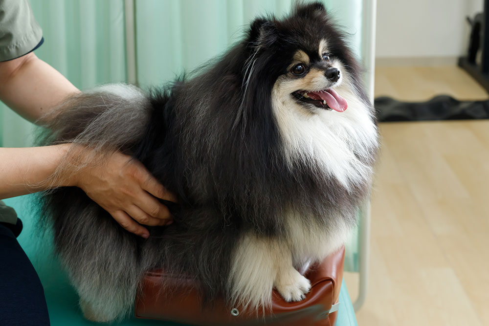A close-up view of a dog's paws resting on a surgical table, with a white blood pressure cuff and medical sensor wires attached to the front leg.